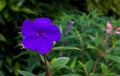 Glory Bush Purple Princess Flower Tibouchina Urvilleana Royalty Free Stock Photo