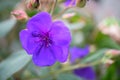 Princess-flower, Tibouchina urvilleana, close-up purple flower