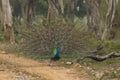 Glory of India`s national bird Royalty Free Stock Photo