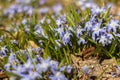 Glory of the snow Chionodoxa flowers in bloom