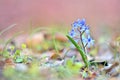 Glory-of-the-snow (Chionodoxa luciliae) Royalty Free Stock Photo