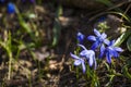 Glory of the snow flower, Chinodoxa lucille, blue flower blooming macro and close-up during the springtime