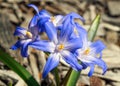 Glory of the Snow Flowers