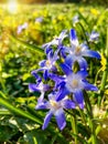 Glory of snow flowers