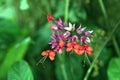 Glorybower or bagflower, flower widely used in gardening
