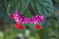 Glorybower or Clerodendrum flower widely used in gardening Royalty Free Stock Photo