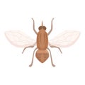 Glossinidae tsetse fly icon cartoon vector. Insect mosquito