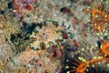 Glossodoris cincta nudibranch crawling on the coral Royalty Free Stock Photo