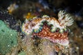 Glossodoris cincta nudibranchLembeh Strait, Indonesia Royalty Free Stock Photo
