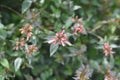 Glossy abelia buds and flowering.