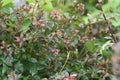 Glossy abelia buds and flowering.