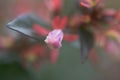 Glossy abelia buds and flowering.