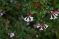 Glossy abelia