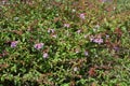 Glossy abelia flowers.