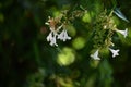 Glossy abelia flowers.