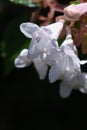 Glossy abelia flowers.