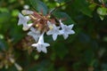 Glossy abelia flowers.