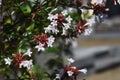 Glossy abelia flowers.