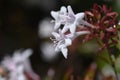 Glossy abelia flowers.