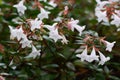 Glossy abelia flowers