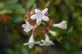 Glossy abelia