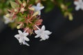 Glossy abelia