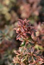 Glossy abelia