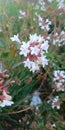 Glossy abelia-plant with flower-latin name - Abelia x grandiflora