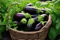 glossy aubergines stacked in a green farmers basket