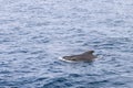 Glossy back of pilot whale navigates patterned sea surface in northern waters, close to Andenes Royalty Free Stock Photo