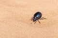 A Glossy black Arabian Darkling Beetle.Pimelia arabica digging in the desert sand at night in the United Arab Emirates