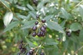 Glossy black berries of common privet