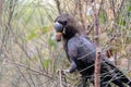 Glossy Black Cockatoo eating in a tree.