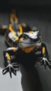 Glossy black-orange lizard resting on shiny surface Royalty Free Stock Photo