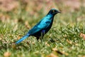 Glossy cape starling lamprotornis nitens in green grass Royalty Free Stock Photo