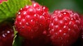 glossy closeup raspberry fruit Royalty Free Stock Photo