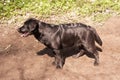 Chocolate Labrador puppy Royalty Free Stock Photo