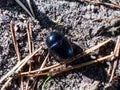 Glossy and colorful Spring dor beetle on forest ground Royalty Free Stock Photo
