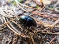 Glossy and colorful Spring dor beetle on forest ground Royalty Free Stock Photo