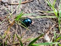Glossy and colorful Spring dor beetle on the ground floor in forest Royalty Free Stock Photo