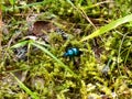 Glossy and colorful Spring dor beetle on moss in forest. Close up Royalty Free Stock Photo