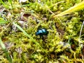 Glossy and colorful Spring dor beetle on moss in forest. Close up Royalty Free Stock Photo