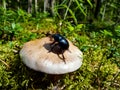 Glossy and colorful Spring dor beetle on white and brown mushroom in forest. Autumn scenic background Royalty Free Stock Photo