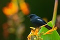 Glossy Flowerpiercer, Diglossa lafresnayii, black bird with bent bill sittin on the orange flower, nature habitat, exotic animal f