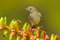 Glossy Flowerpiercer, Diglossa lafresnayii, female, bird with curved bill sitting on the orange red flower, nature habitat, exotic Royalty Free Stock Photo