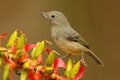 Glossy Flowerpiercer, Diglossa lafresnayii, female, black bird with bent bill sitting on the orange red flower, nature habitat, ex Royalty Free Stock Photo