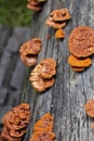 Glossy ganoderma( Ganoderma lucidum)