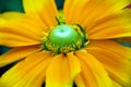 Glossy glass Rudbeckia or coneflowers