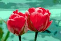 Glossy glass Tulips is a perennial, bulbous plant