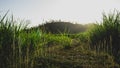 Glossy grass and beautiful horizon